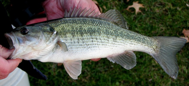 The Spotted Bass, by Critter Science